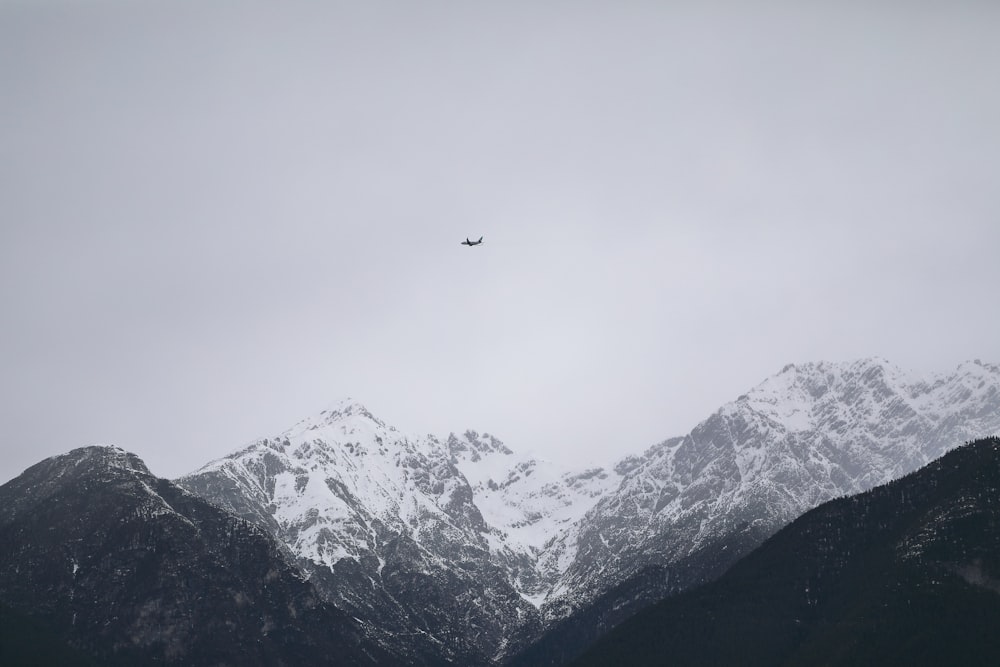 bird flying over snow covered mountain