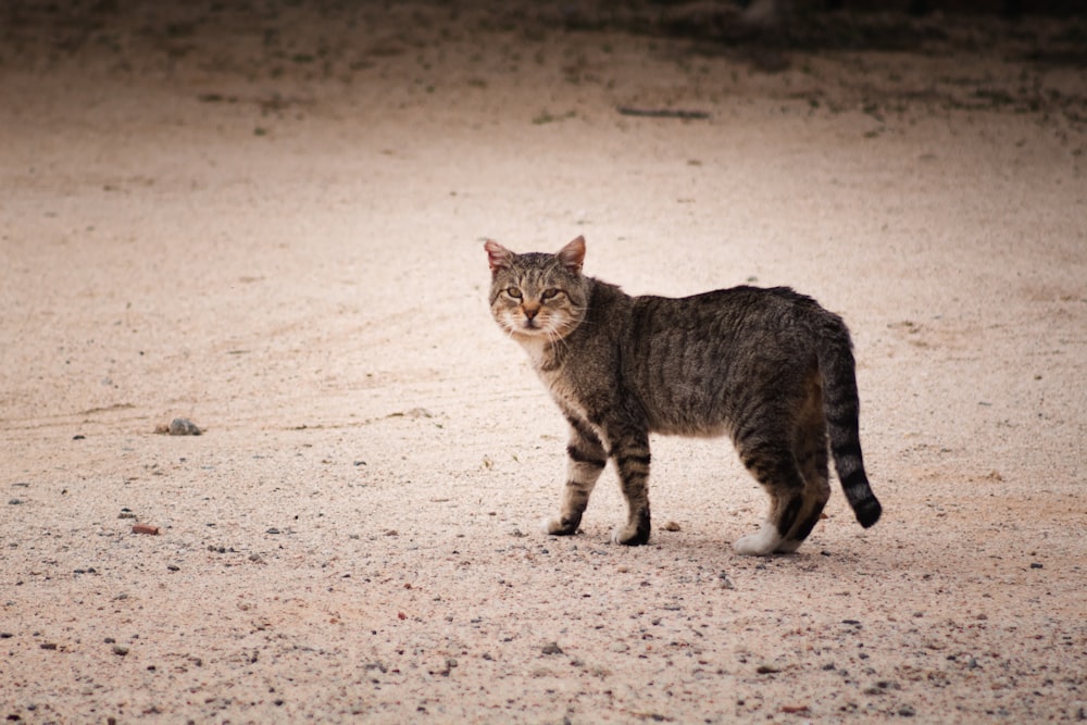 gato marrom tabby andando na areia durante o dia