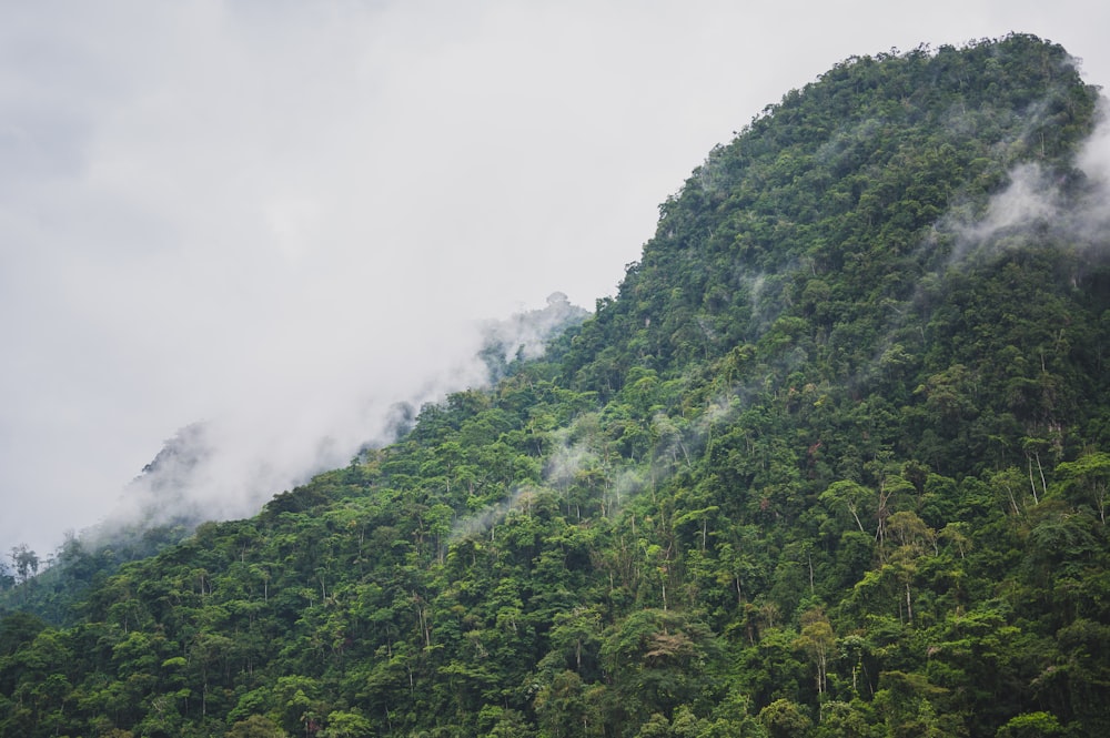 green trees on mountain during daytime