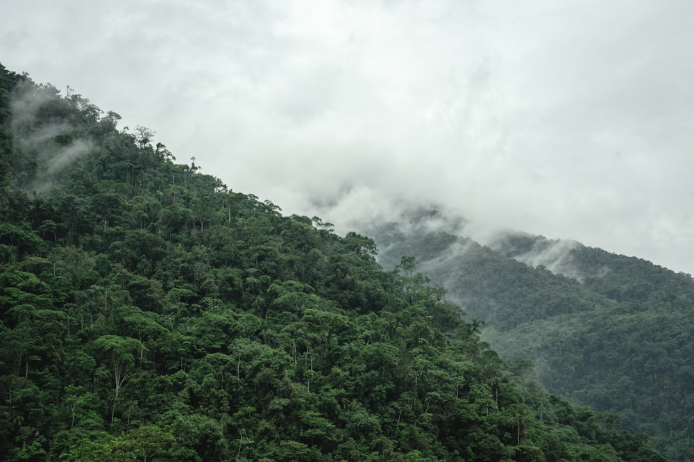 green trees on mountain under white clouds during daytime