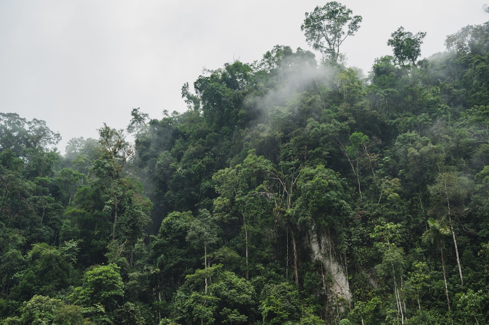 green trees under white clouds