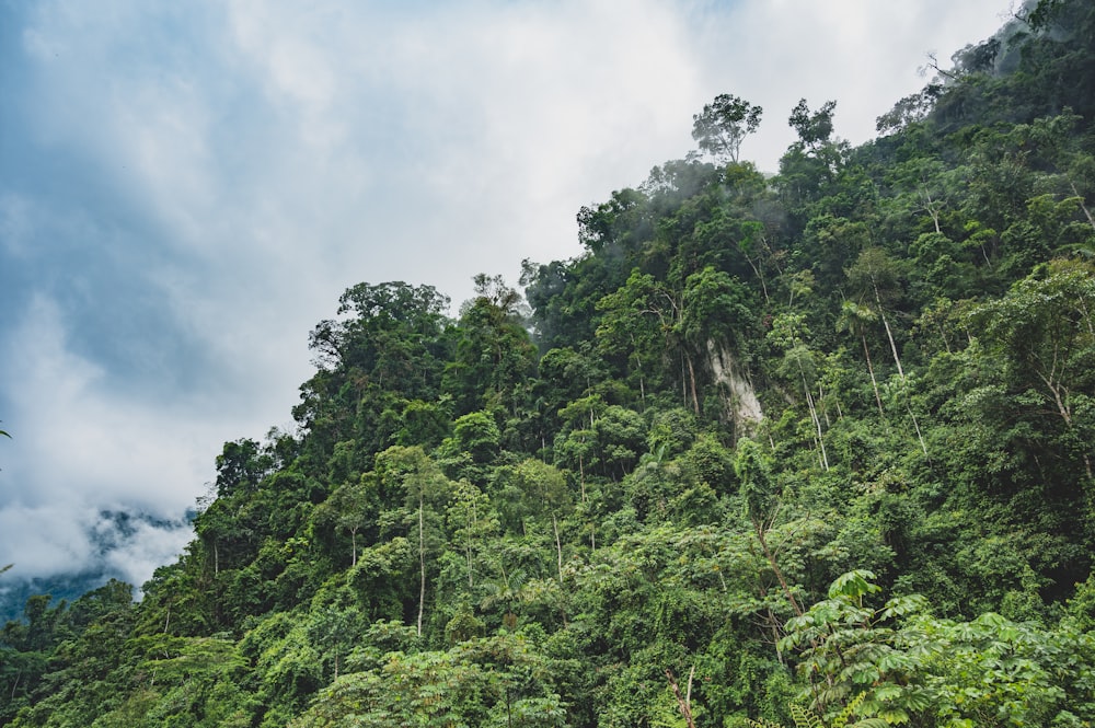 green trees under white clouds during daytime