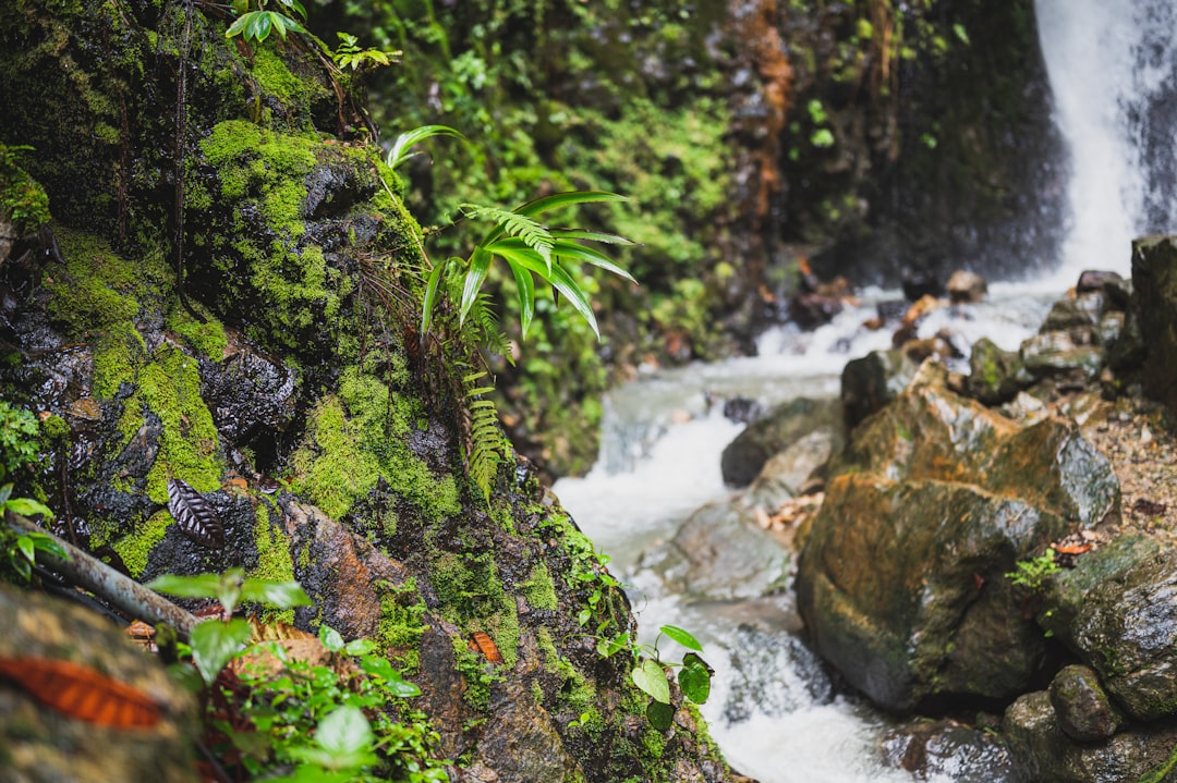 green moss on brown rock near river during daytime