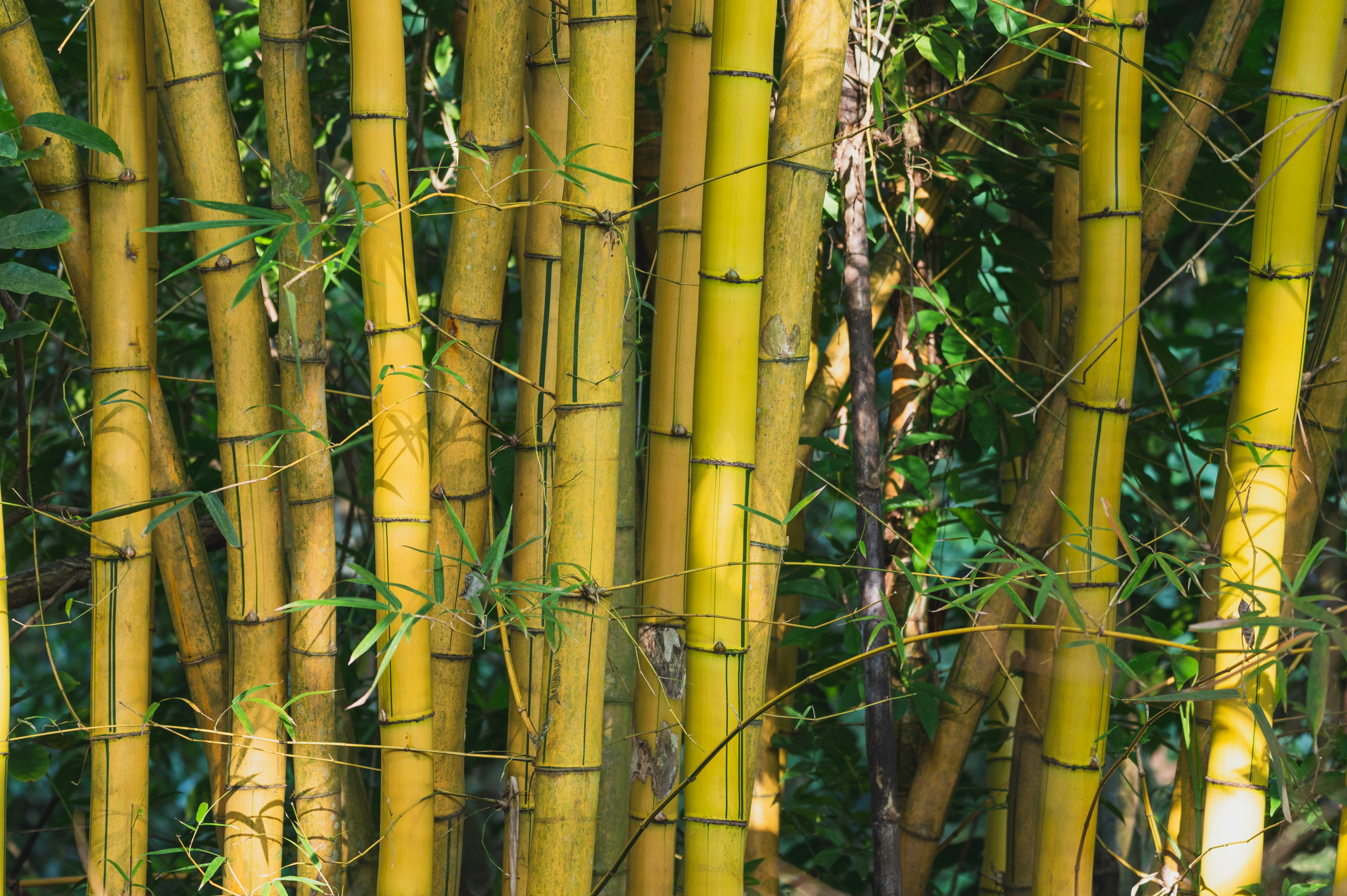 brown bamboo tree during daytime photo – Free Plant Image on Unsplash