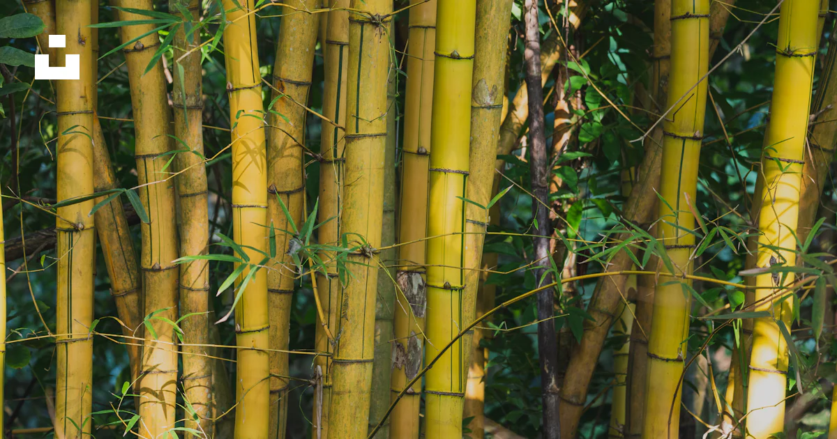 Bamuru Tree Brown bamboo tree during daytime photo – Free Plant Image on Unsplash