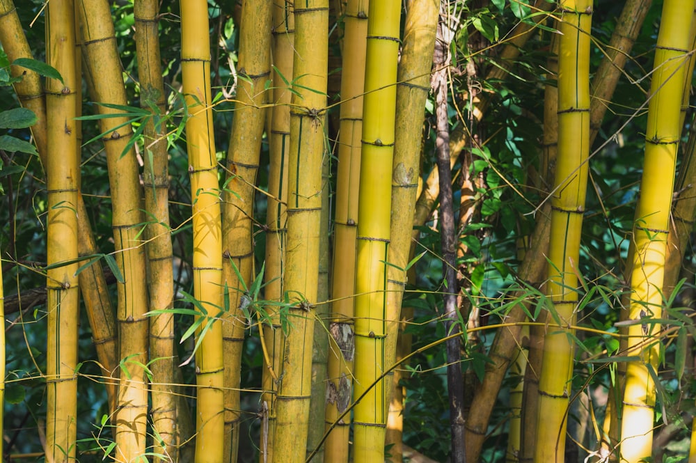 brown bamboo tree during daytime