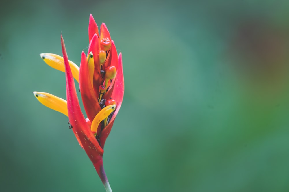 red and yellow flower in tilt shift lens