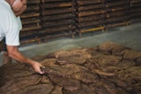A person is handling a stack of dried tobacco leaves with racks in the background, suggesting a sorting or storage area.