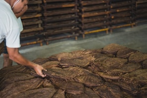 Artisan workers handcrafting tobacco leaves in the factory