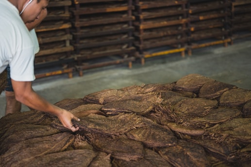 A person is handling a stack of dried tobacco leaves with racks in the background, suggesting a sorting or storage area.