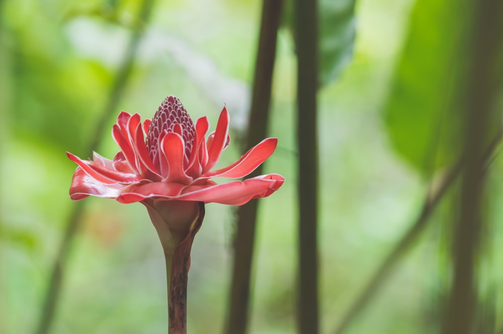 pink flower in tilt shift lens