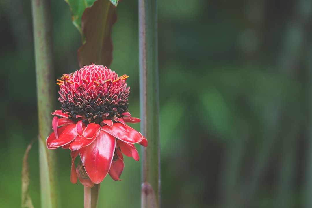 red flower in tilt shift lens