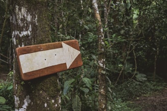 A wooden arrow sign is attached to a tree in a dense, lush forest. The tree bark is partially covered with moss, and there are various green plants and leaves in the background. The setting appears secluded and natural, suggesting a pathway through the forest.