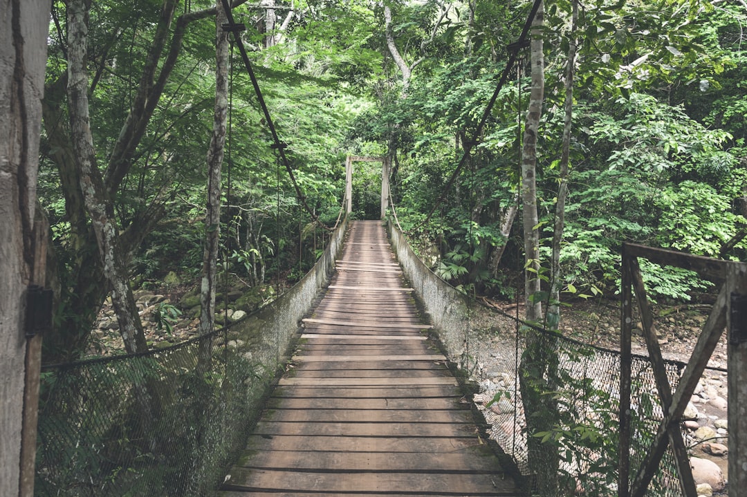 brown wooden bridge in forest during daytime