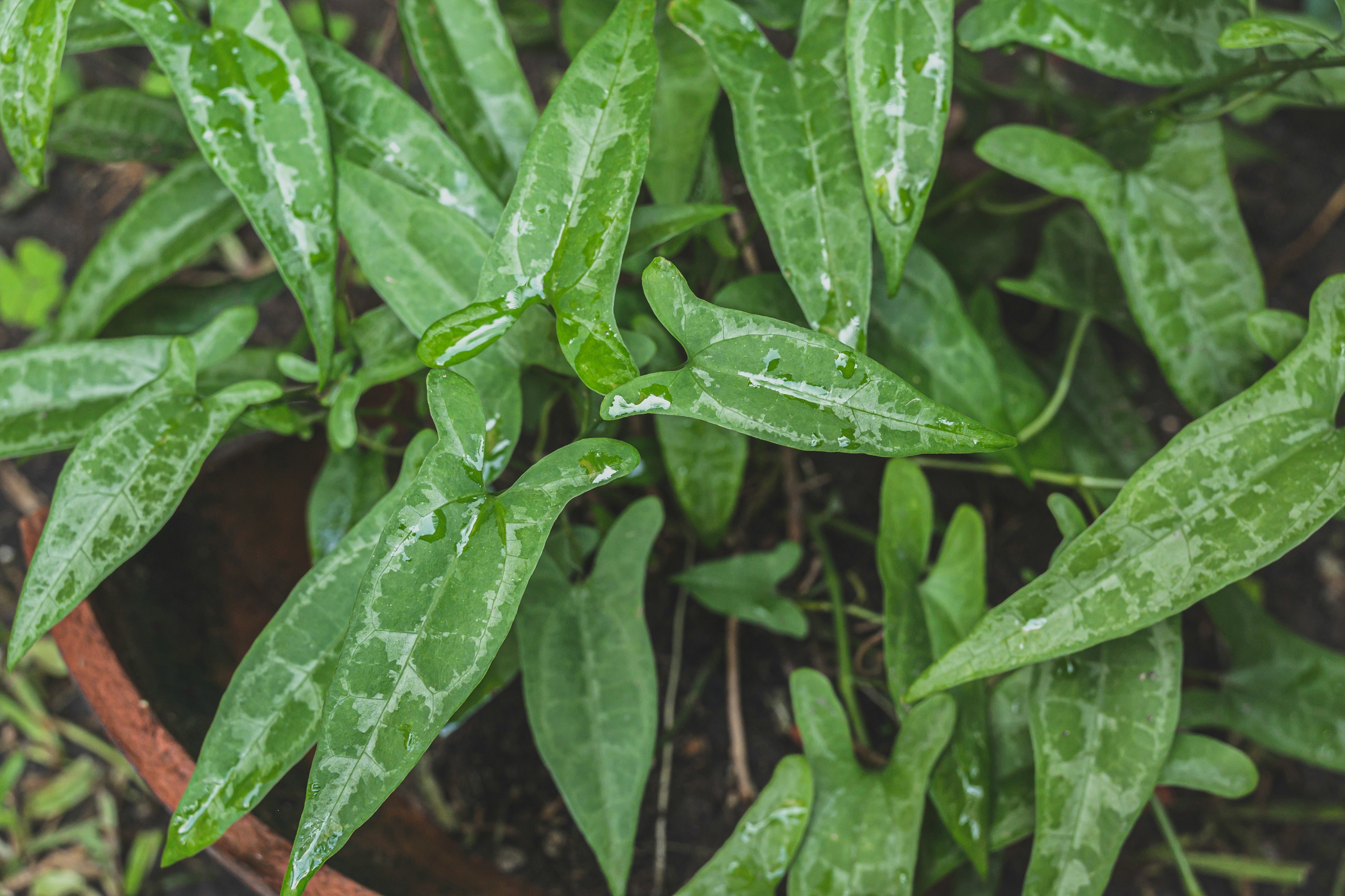 From Jakarta to Your Backyard: 5 Indonesian Leafy Greens Worth Growing Right Now