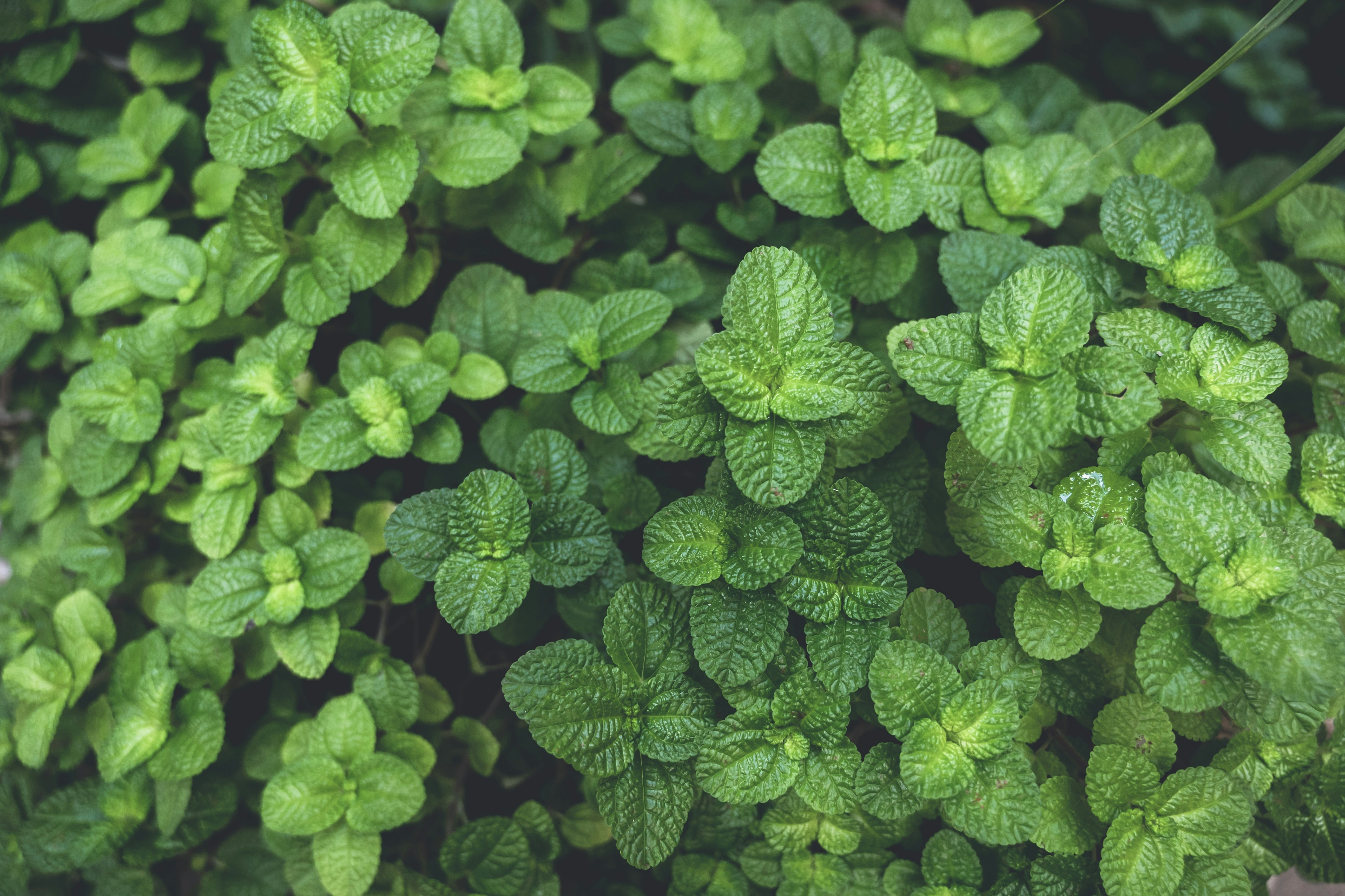 Herb Brooks Quotes: 25 Motivational Lines to Inspire