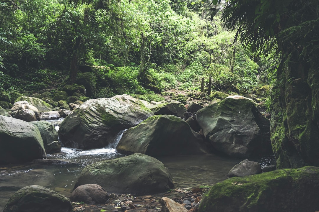 green moss on rocks on river