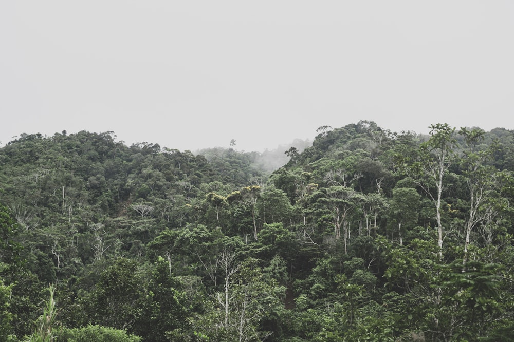 green trees on mountain during daytime