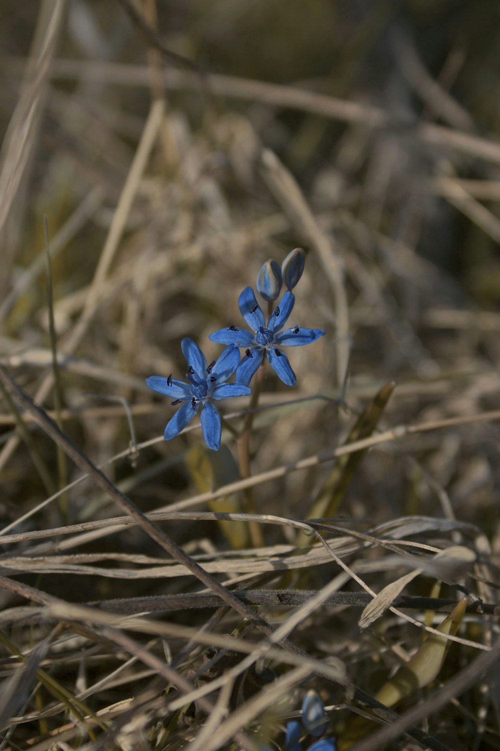 blue flower on brown grass