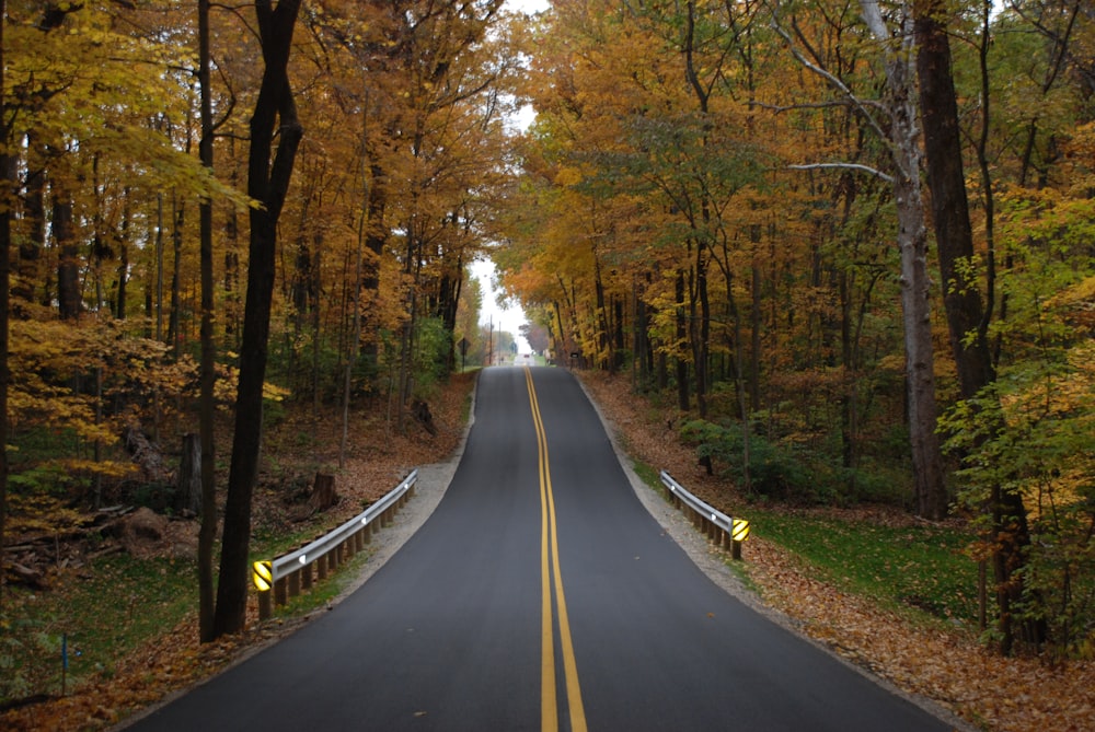 black asphalt road between trees during daytime