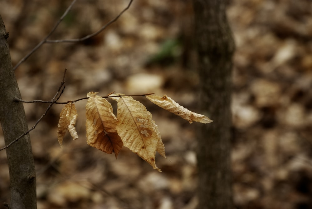 brown leaf on brown tree branch