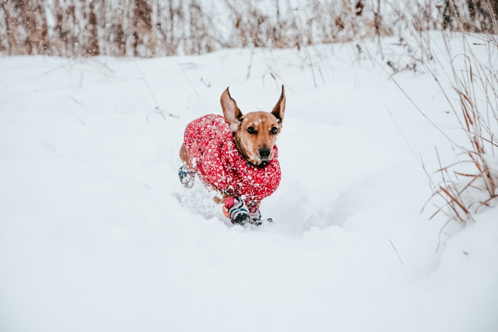 brown short coated dog on snow covered ground during daytime