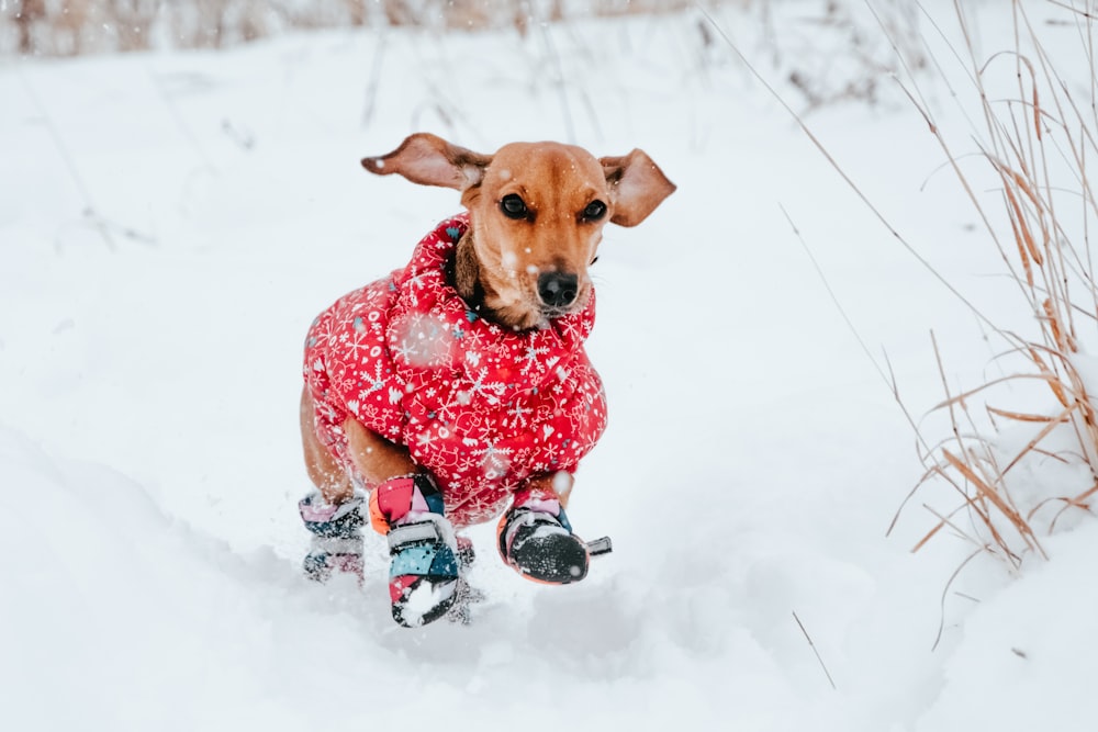 brown short coated dog wearing red and white polka dot shirt sitting on snow covered ground