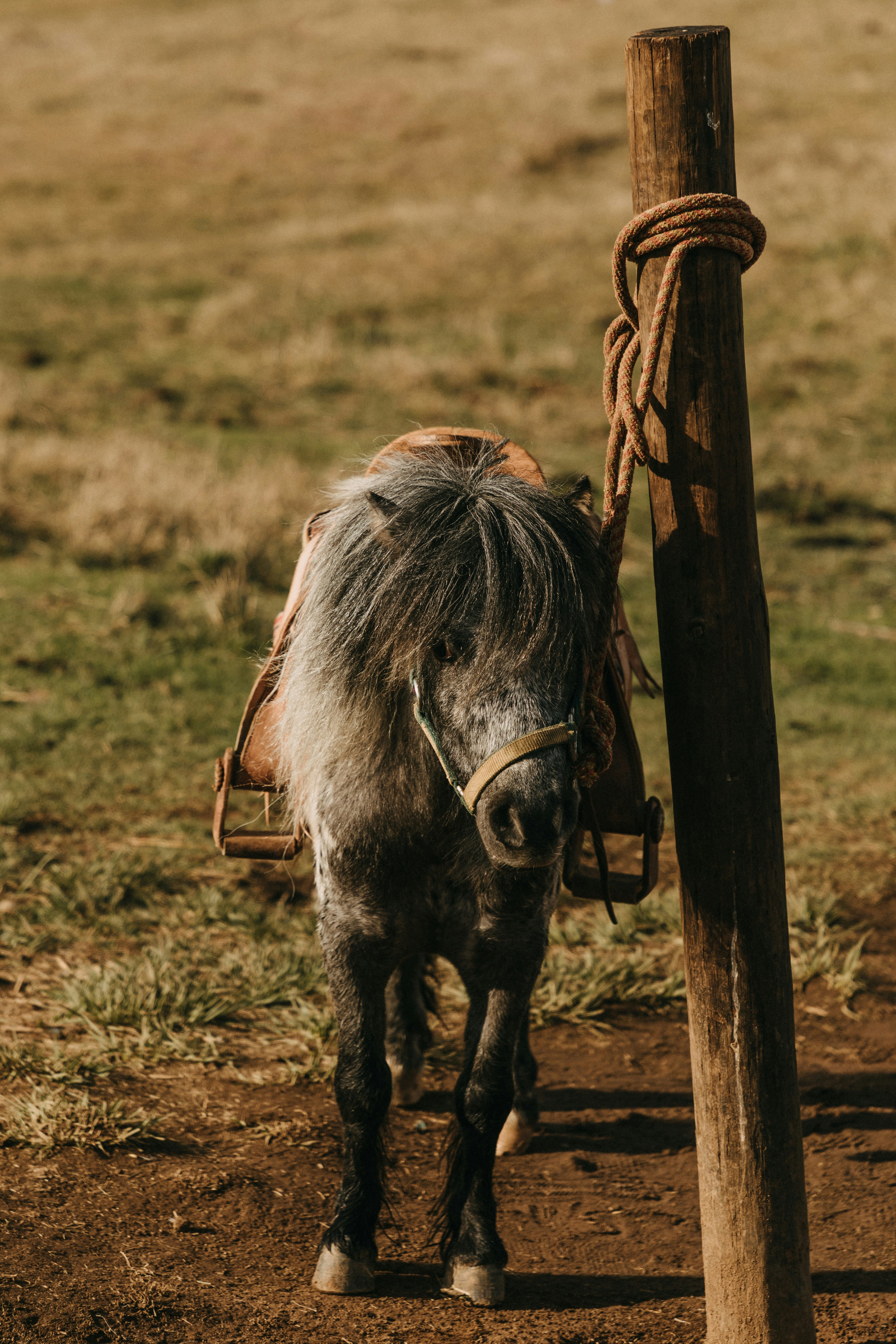 black cow on green grass field during daytime