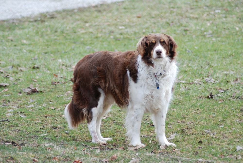 brown and white long coat medium dog running on green grass field during daytime