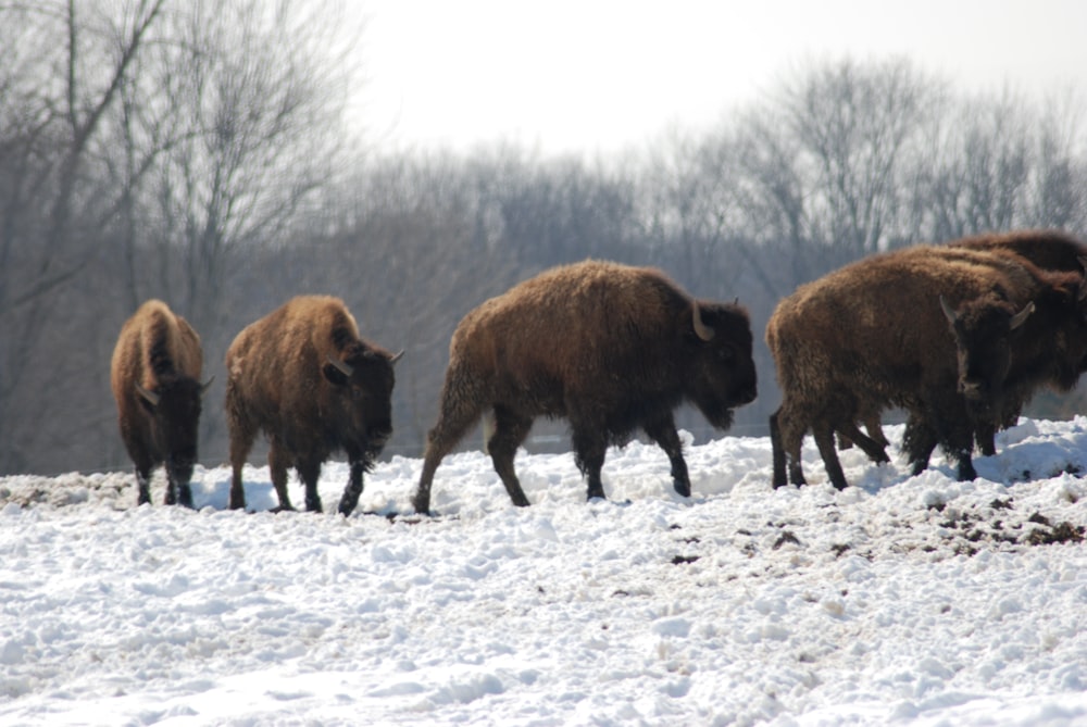 bisão marrom no solo coberto de neve durante o dia