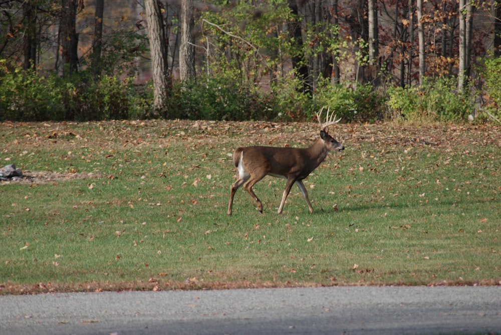 brown deer on green grass field during daytime