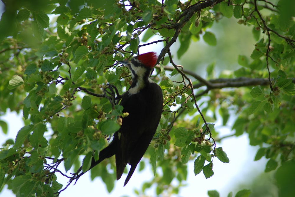 black white and red bird on tree branch during daytime