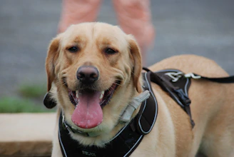 yellow labrador retriever emotional support dog with black and white vest on
