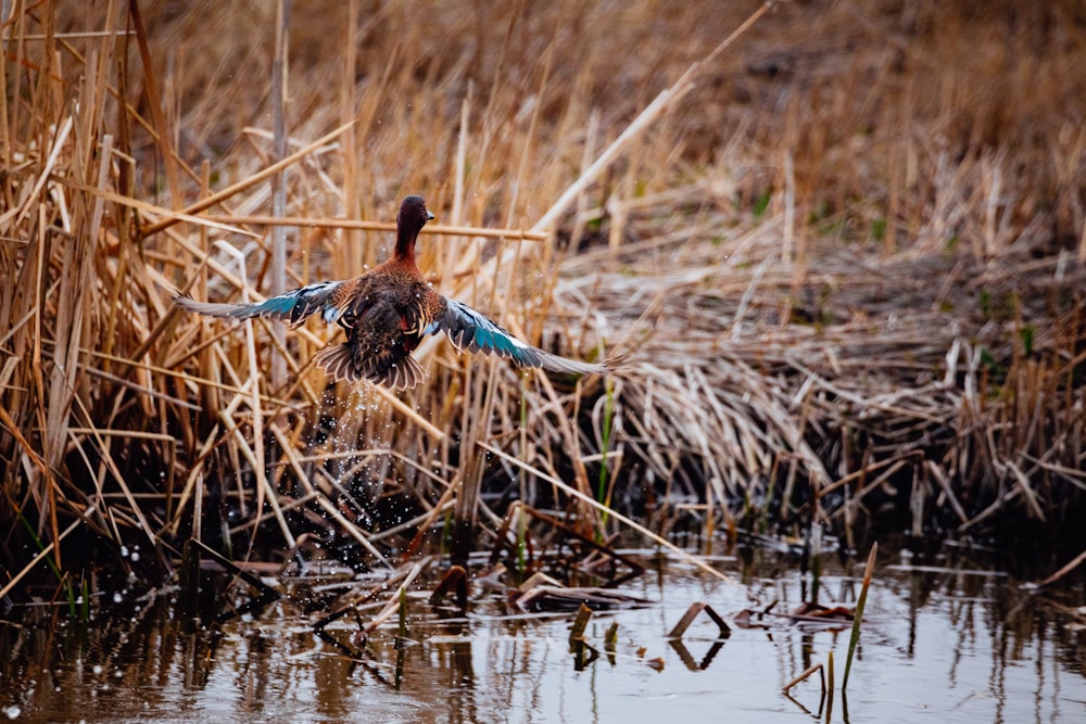 blue and black bird on brown tree branch on water during daytime