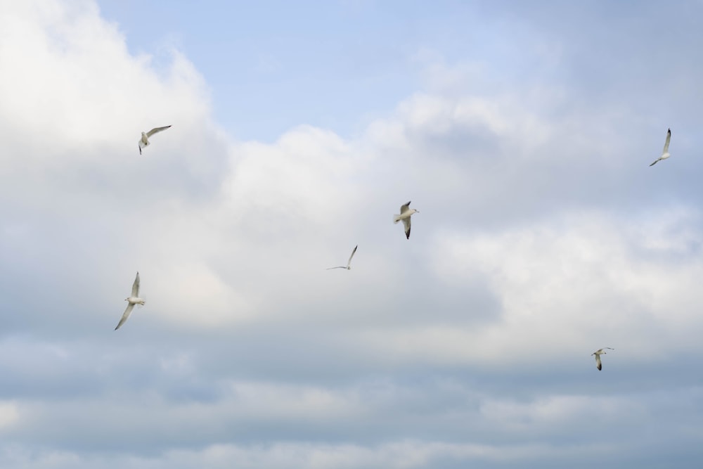 birds flying under blue sky during daytime