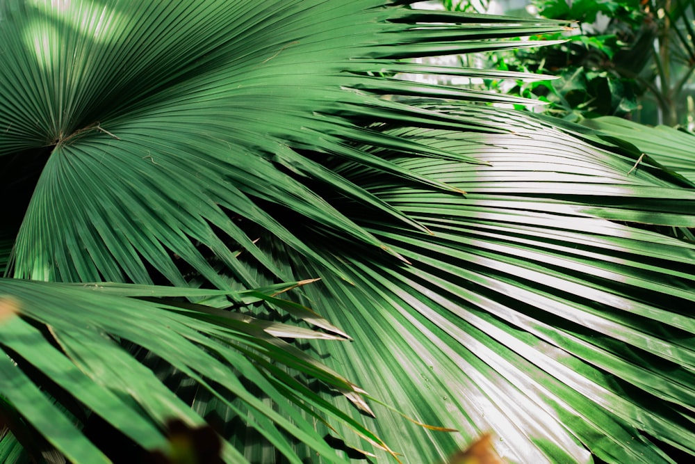 green palm plant during daytime