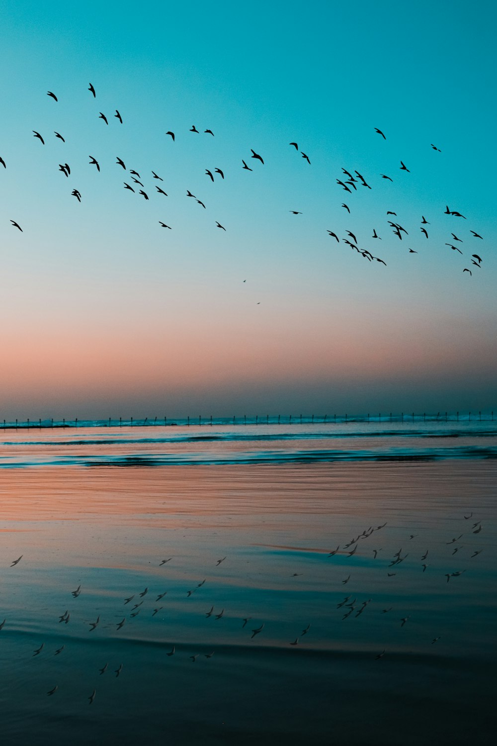 birds flying over the sea during sunset