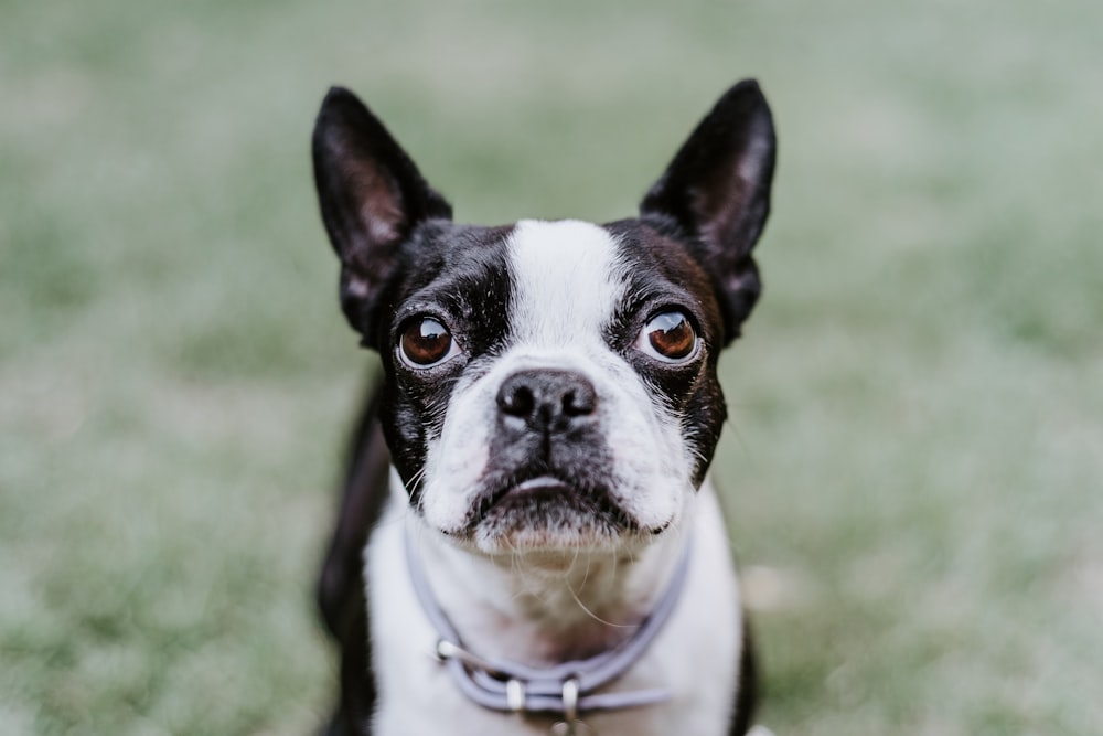 black and white short coated dog