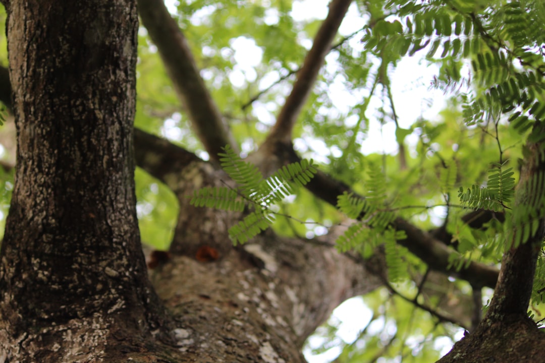 Forest photo spot Kerala Fort Kochi