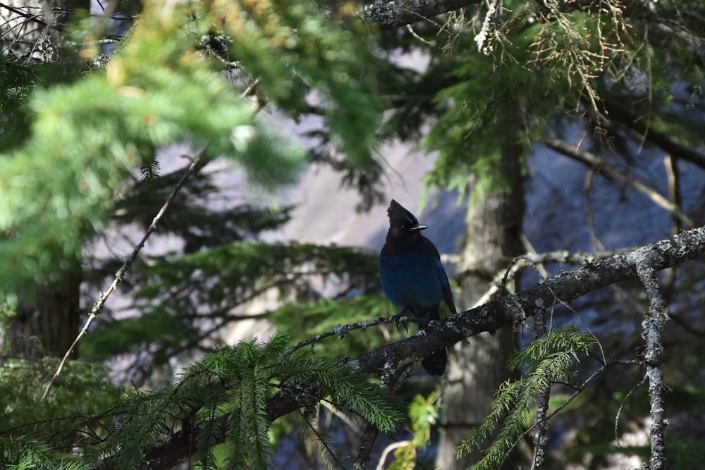 blue bird on tree branch during daytime