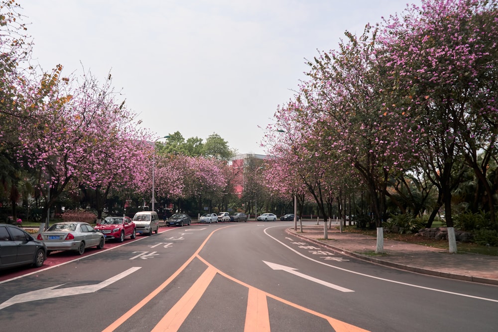 cars on road near trees during daytime