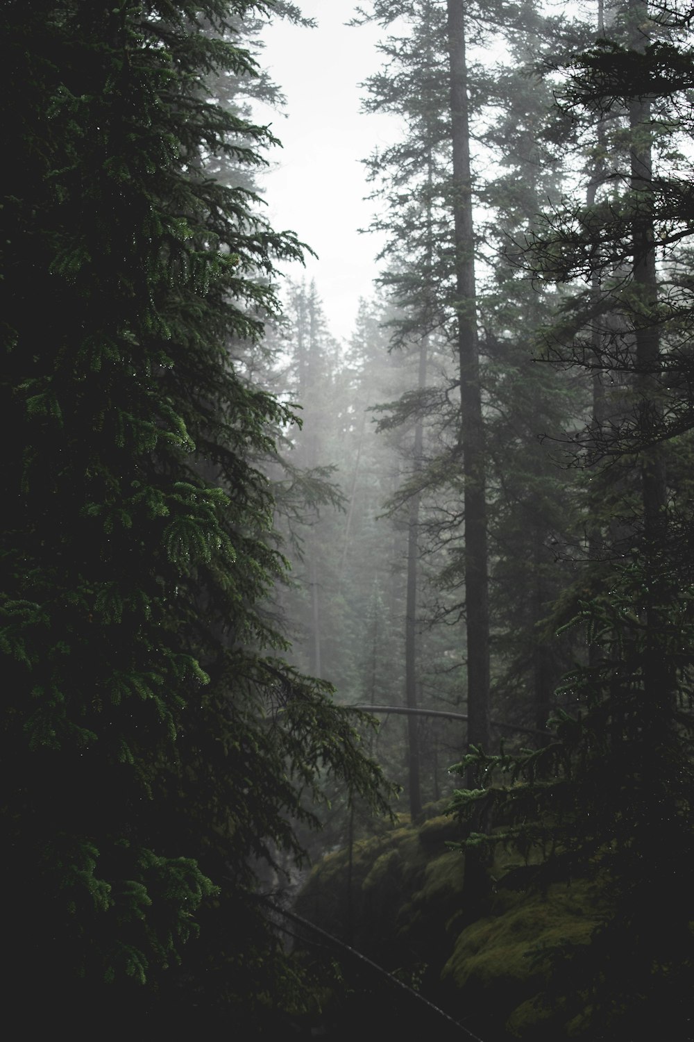 green trees covered with fog