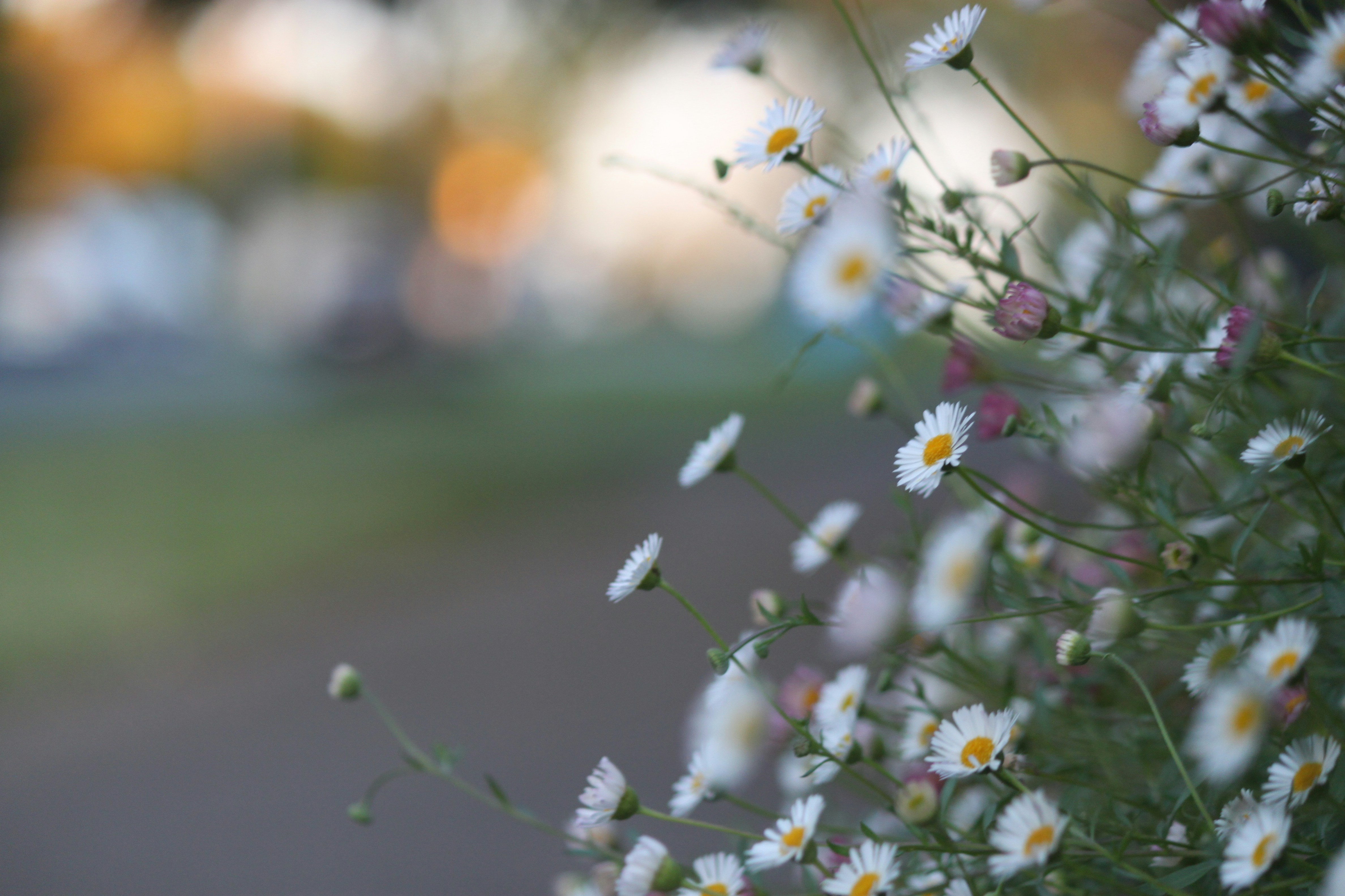 Photo by vannamnguyen269