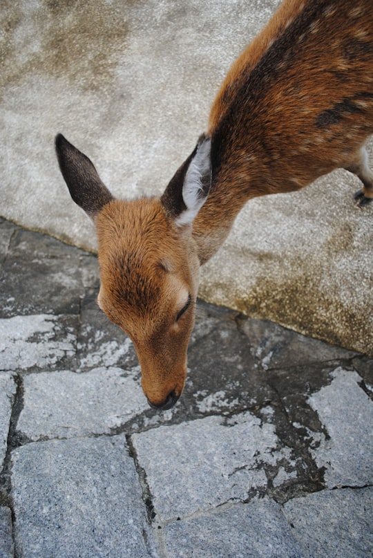 photo of Miyajimaguchi Wildlife near Hiroshima Peace Memorial Park