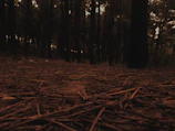 Dark, dense forest floor layered with fallen cedar needles and muted, shadowed undergrowth.