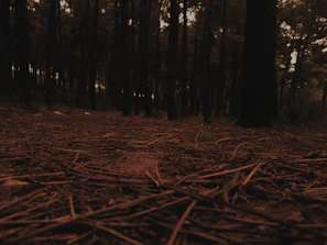 Dark, dense forest floor layered with fallen cedar needles and muted, shadowed undergrowth.