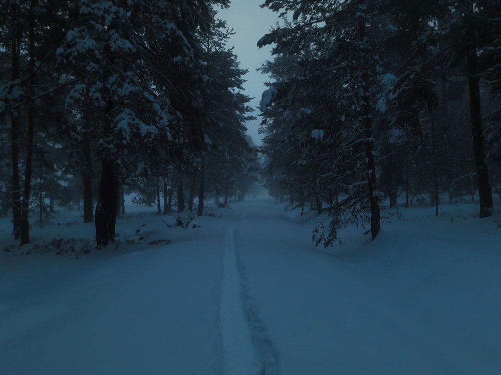 person walking on snow covered pathway between trees during daytime