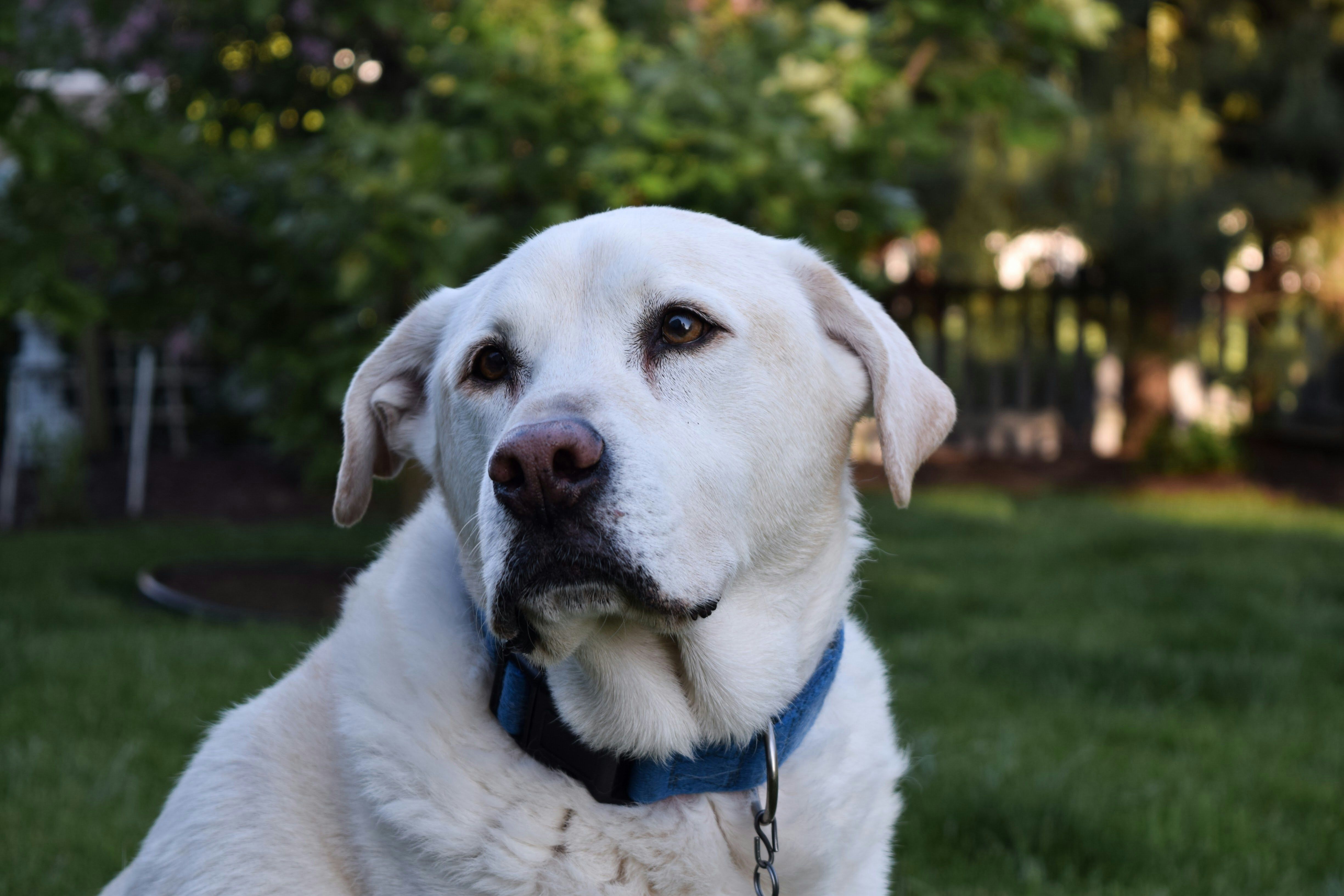 white short coated dog with blue collar