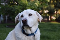 A Labrador retriever with a white coat and a blue collar sits in a green garden. The dog has a calm and observant expression, with its attention focused on something off-camera. The background features lush greenery and a soft-focus wooden fence.