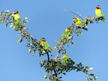 A group of colorful birds perched on a branch.
